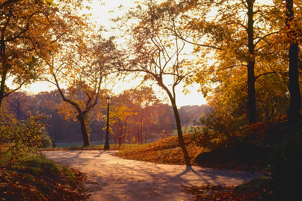 Obscured views in Prospect Park, New York