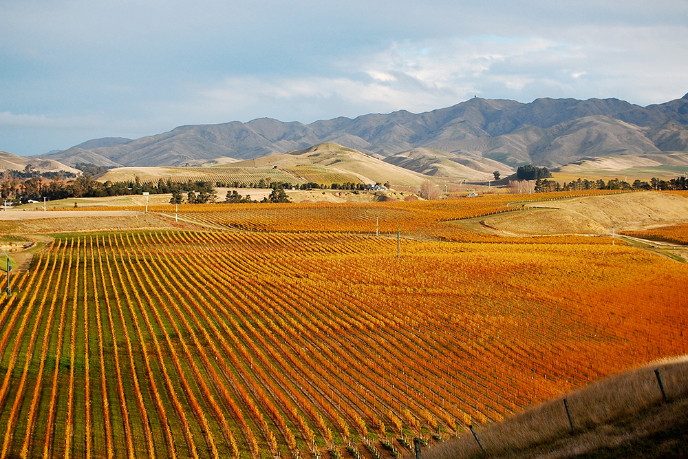 Autumn wine vineyard near Blenheim, New Zealand. 