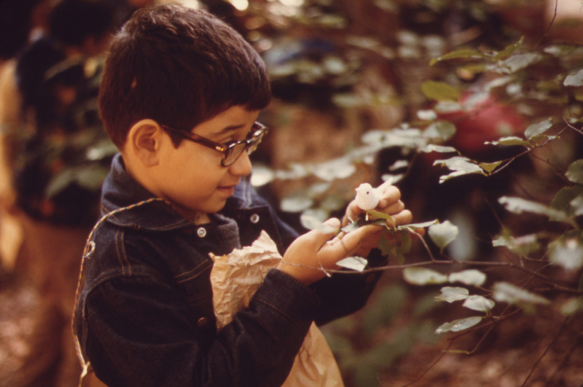 Boy looking at a bird