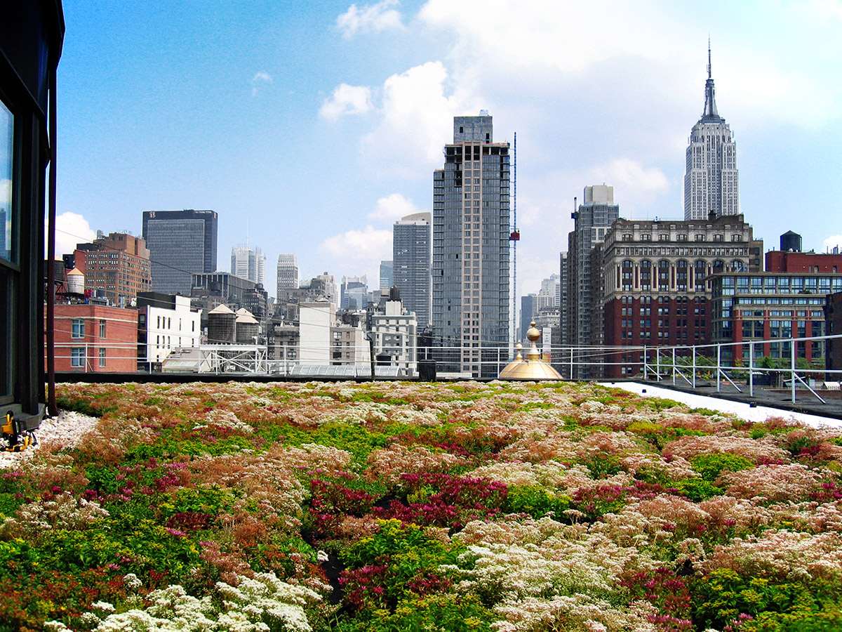 Green roof at the offices of COOKFOX Architects and Terrapin Bright Green, NYC