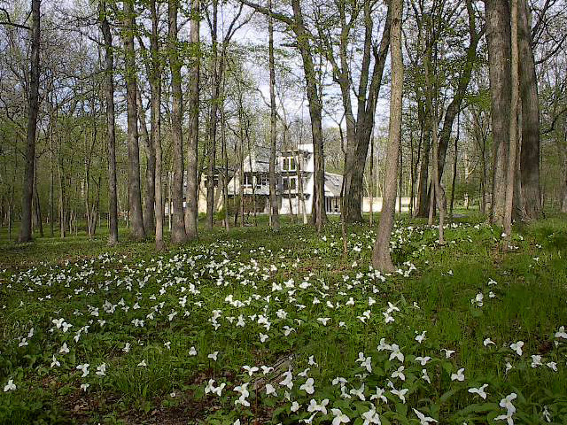 A savannah field