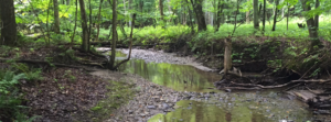 Stream studied using Phoebe ecological design principles