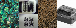 Examples of bioinspired innovations developed under the NYSERDA program