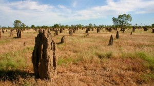 bioinspired innovations are being developed from studying termite mounds