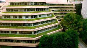 Vegetated terraces at the National Geographic Headquarters. Courtesy of National Geographic.