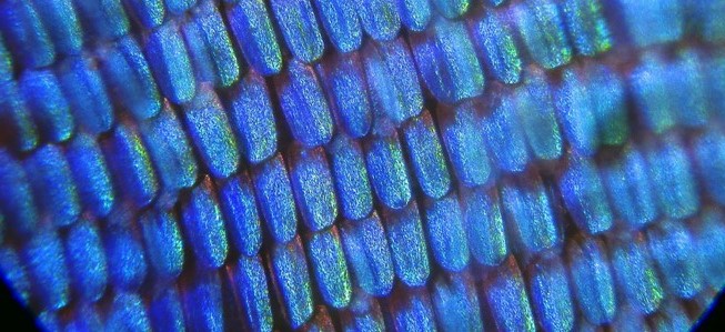 Morpho butterfly scales