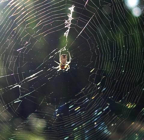 spider web_flickr