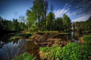 Beaver dam. Copyright Aleksey Gnilenkov/Flickr.