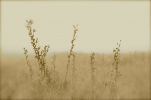 Prairie ecosystem. Copyright Tim Good/Flickr