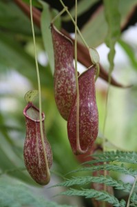 Nepenthes Pitcher Plant by Petr Kosina/Flickr