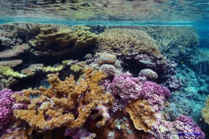 The biomineralization process that corals use to build their carbonite skeletons inspired Blue Planet's process for making carbon-negative cement additives from CO2 extracted from flue streams. Image copyright USFWS Pacific Region/Flickr.