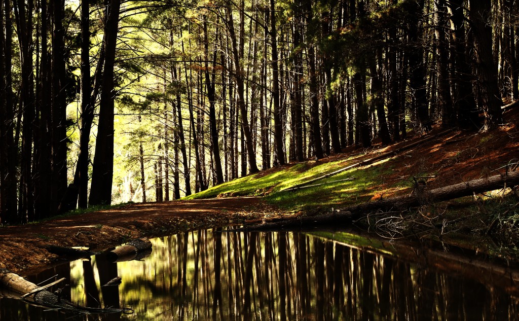 Preserved forests filter and regulate water flows. Image copyright Mike Wilson/unsplash.