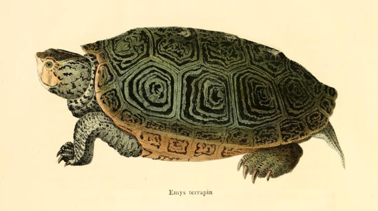 Why “Terrapin”: Origins of Our Name