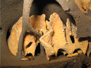 Termite fungus comb