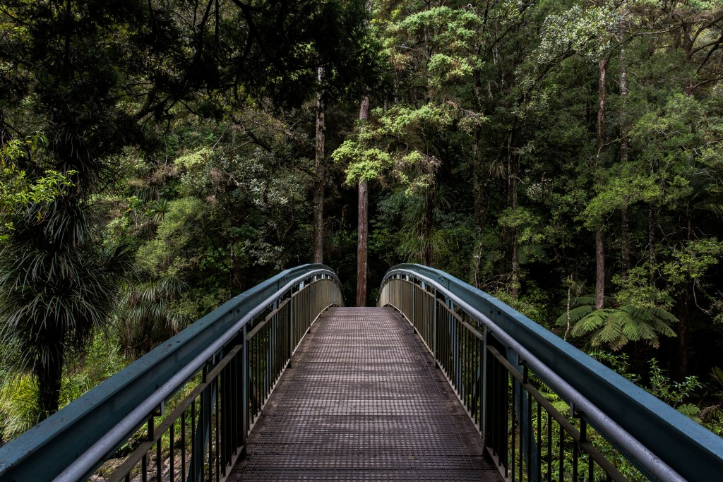 Phoebe regional ecosystems