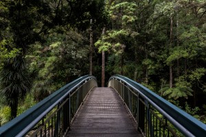 regional ecosystems
