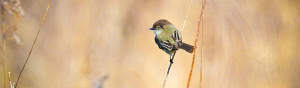 Phoebe Ecological Design