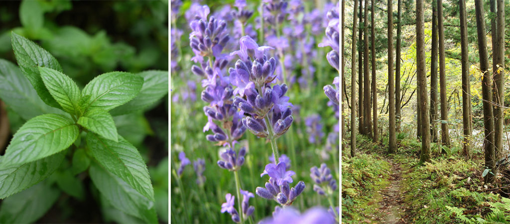 Many plants emit odorous essential oils, which can elicit responses when detected: alertness with peppermint (left) and relaxation with lavender (middle). The practice of Shinrin-yoku involves refreshing walks through wooded areas (right), where tree oils called phytoncides can be inhaled and improve immune function [9]. Left image copyright Tonomura/Flickr; middle image copyright Kramer/Flickr; right image copyright Raybourne/Flickr.