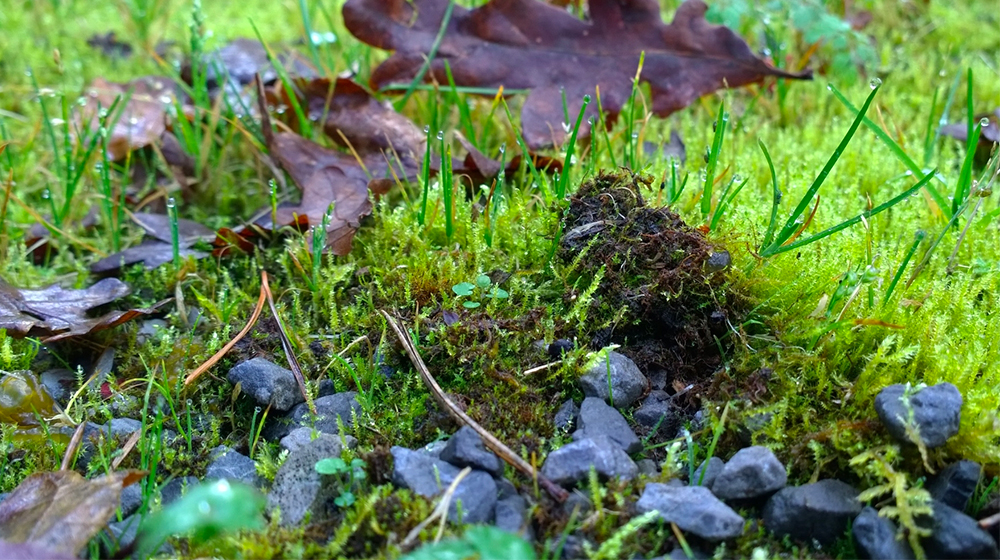 The wet ground releases the earthy odor of petrichor along with geosmin, which is produced by bacteria in the soil. Scents like this can cue quick and powerful memories, emotions, and physiological responses. Image copyright Noirhomme/Flickr.