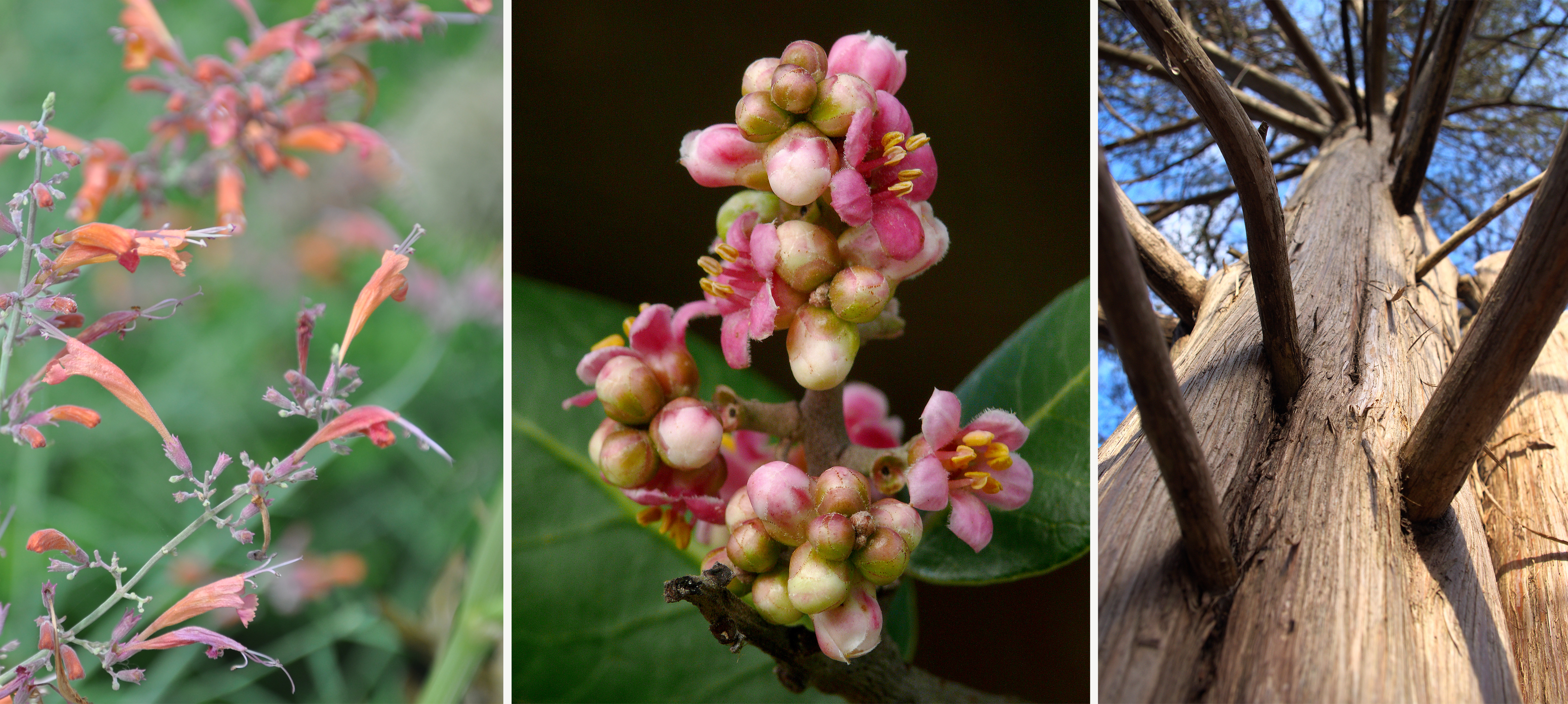 As with any effective biophilic design, olfactory stimuli should reflect local ecology, borrowing from fragrant plants and materials endemic to the area, such as red hyssop (left) from the West, lemonade berry (middle) from southern California, and red cedar (right) from the eastern United States. Left image copyright proteinbiochemist/Flickr; middle image copyright Gaither/Flickr; right image copyright plantsforpermaculture/Flickr.