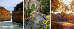 Mystery biophilic design pattern in landscapes