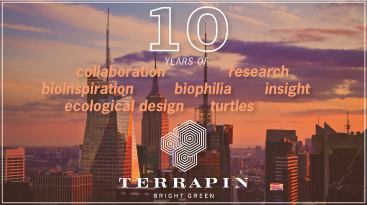 A Decade of Impact: Reflecting on Terrapin’s Ten Years