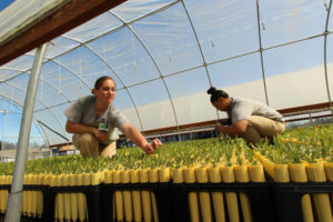 Sustainability in Prisons Project