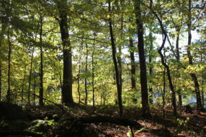 Williams Lake forest
