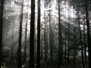 Cypress Stand