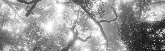 Forest Bathing post