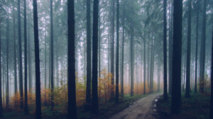 Forest Bathing post